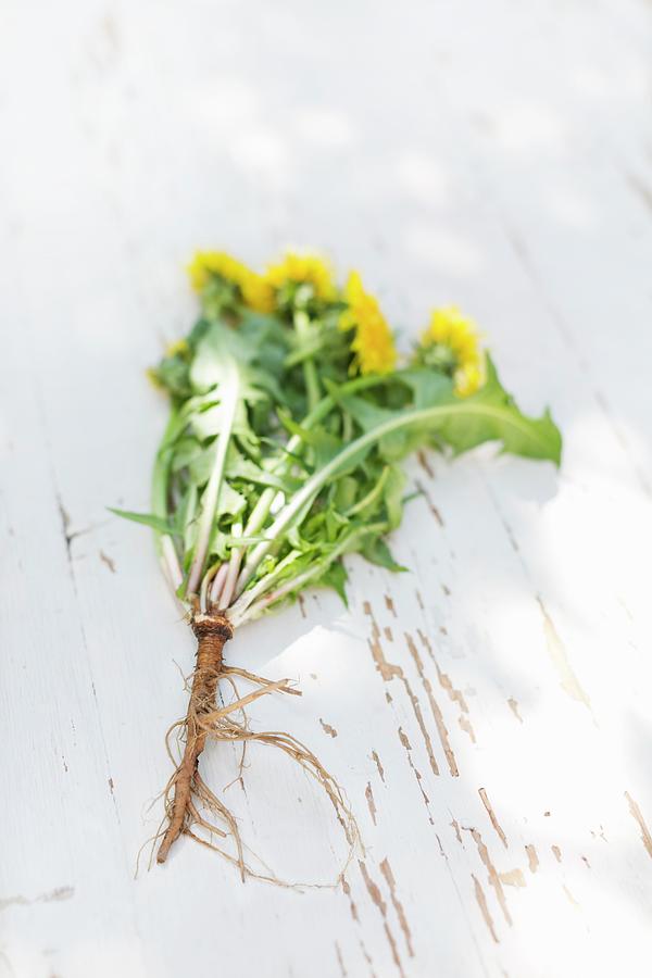 A Dandelion Plant With Flowers And Roots Photograph by Sabine Lscher