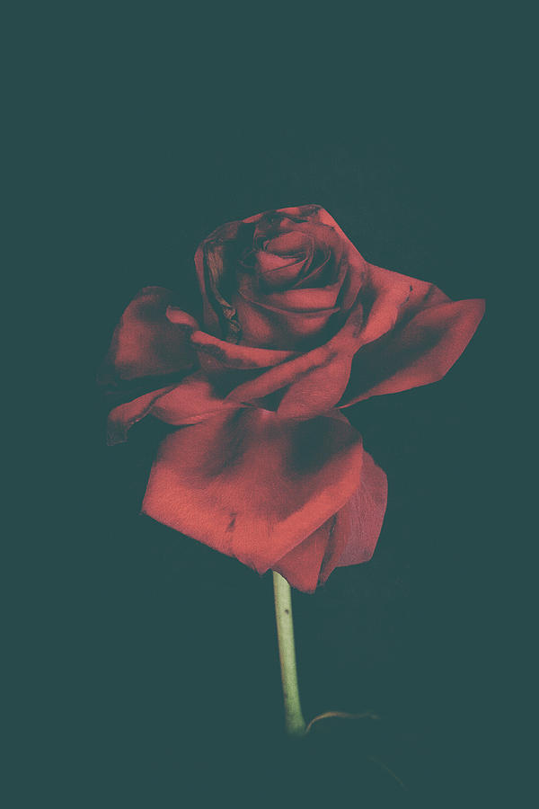 Flowers Still Life Photograph - A dark Rose by Angela King-Jones