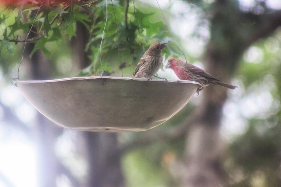 Summer Photograph - A Date for Breakfast - Wild Finches by Natural Abstract Photography