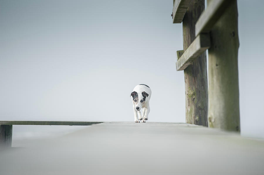 Dog Photograph - A Day At Seaside by Heike Willers