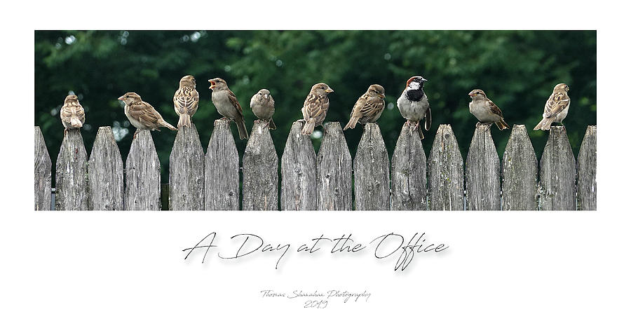 Bird Photograph - A Day at the Office by Thomas Shanahan