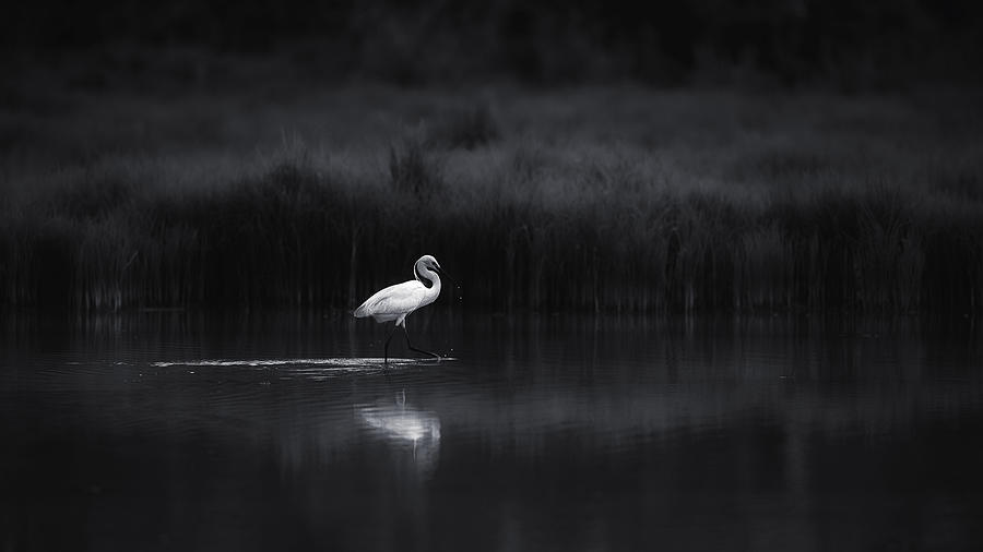 Egret Photograph - A Day In The Life Of.... by Swapnil.