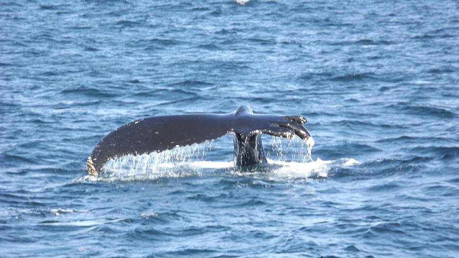 A Day of Whale Watching in Gloucester MA 04 Photograph by James ...