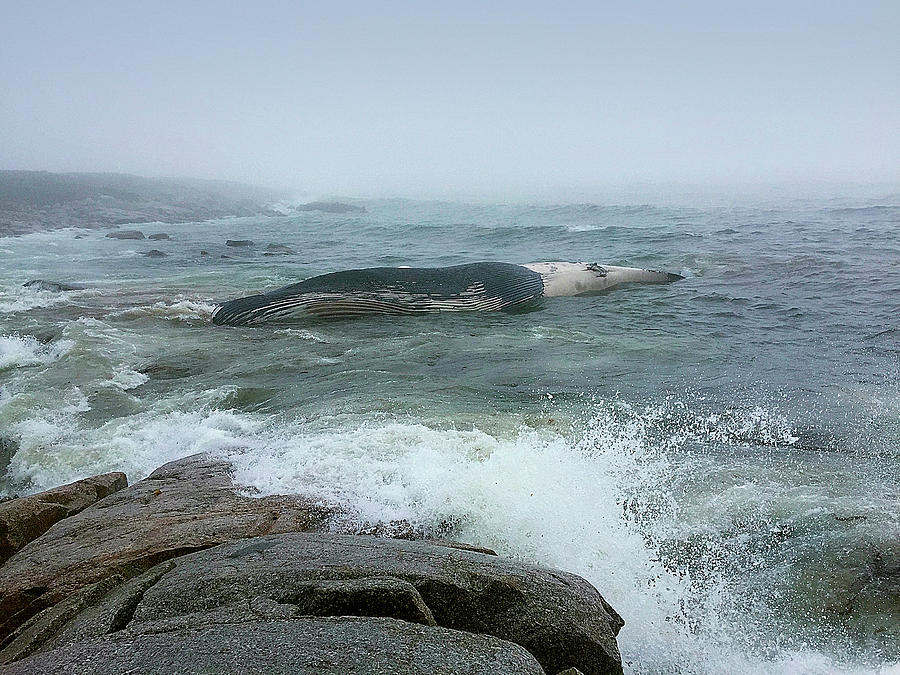 A Dead Blue Whale Near The Rocky Shore Photograph by Kul Bhatia