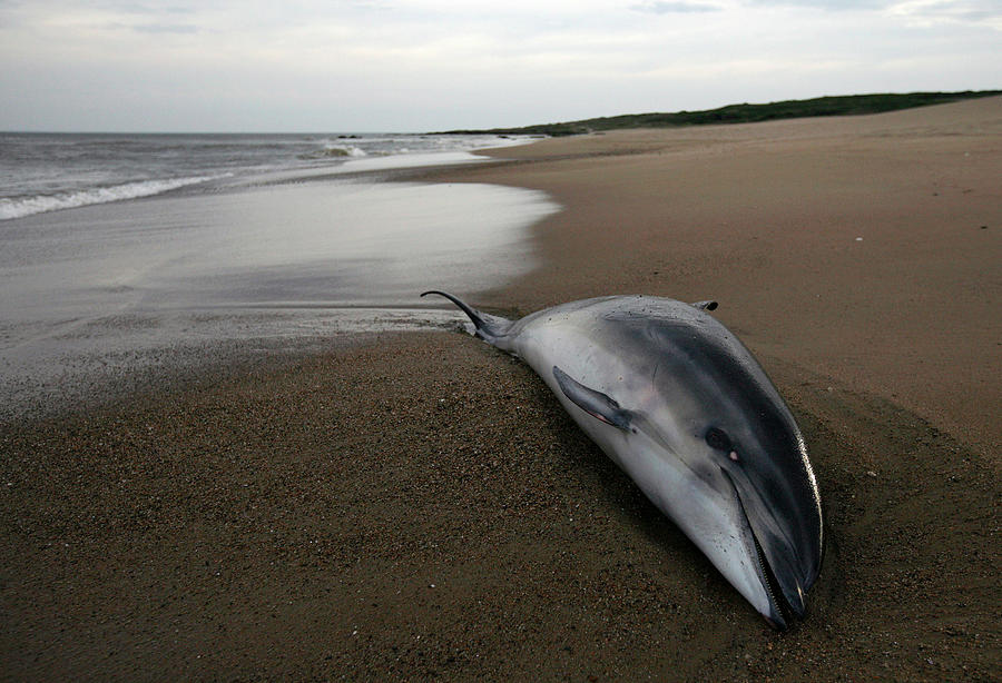 A Dead Dolphin Is Seen Beached Photograph By Andres Stapff - Fine Art ...