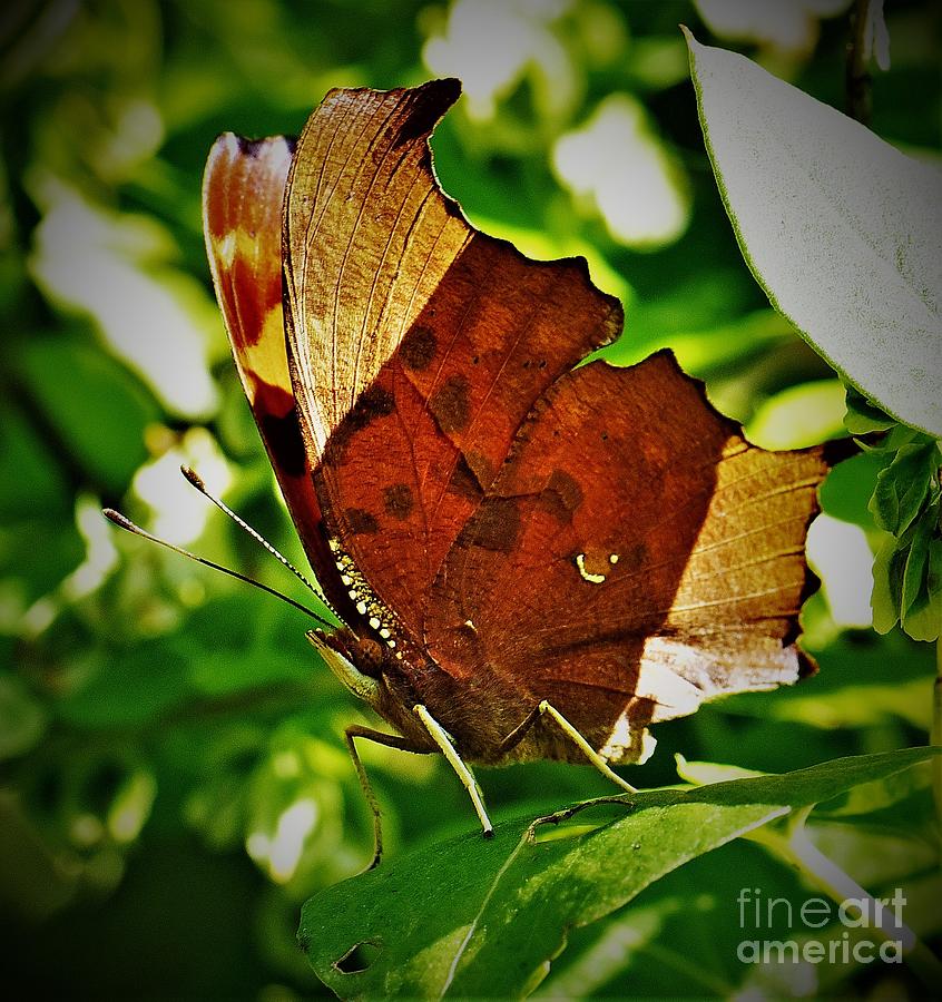 A Dead Leaf Butterfly Photograph by Audie Thornburg - Fine Art America