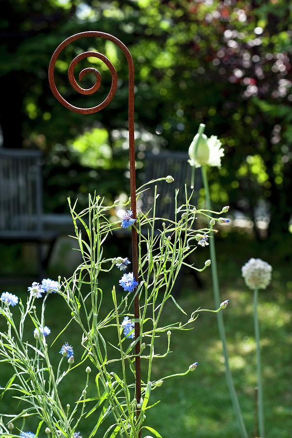 A Decorative Metal Rod As A Garden Ornament Photograph by Hans Gerlach
