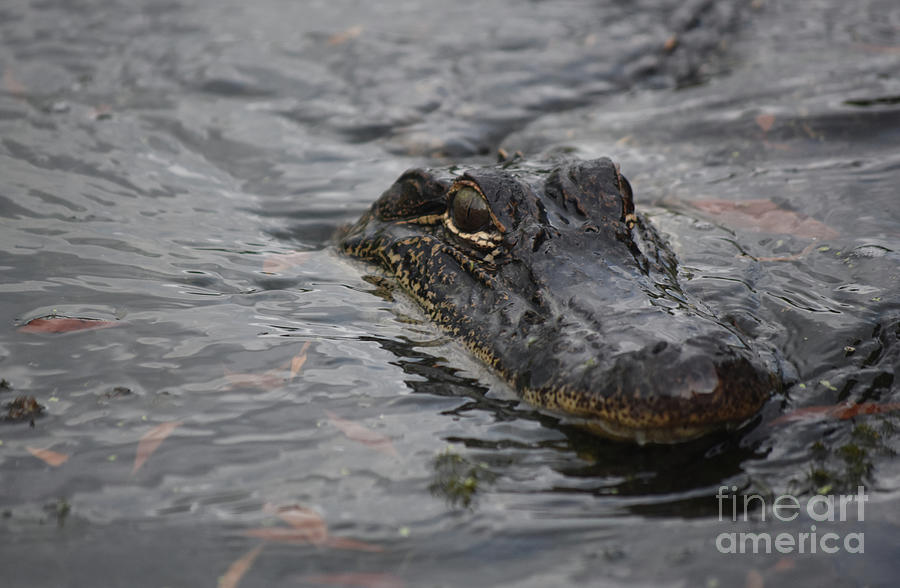 A Deep Look Into the Eyes of a Gator in New Orleans Photograph by DejaVu Designs
