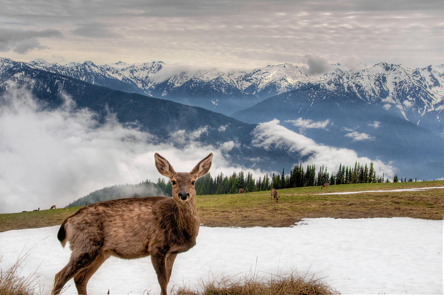 A Deer At Hurricane Ridge, Olympic Photograph by Meleah Reardon Photography