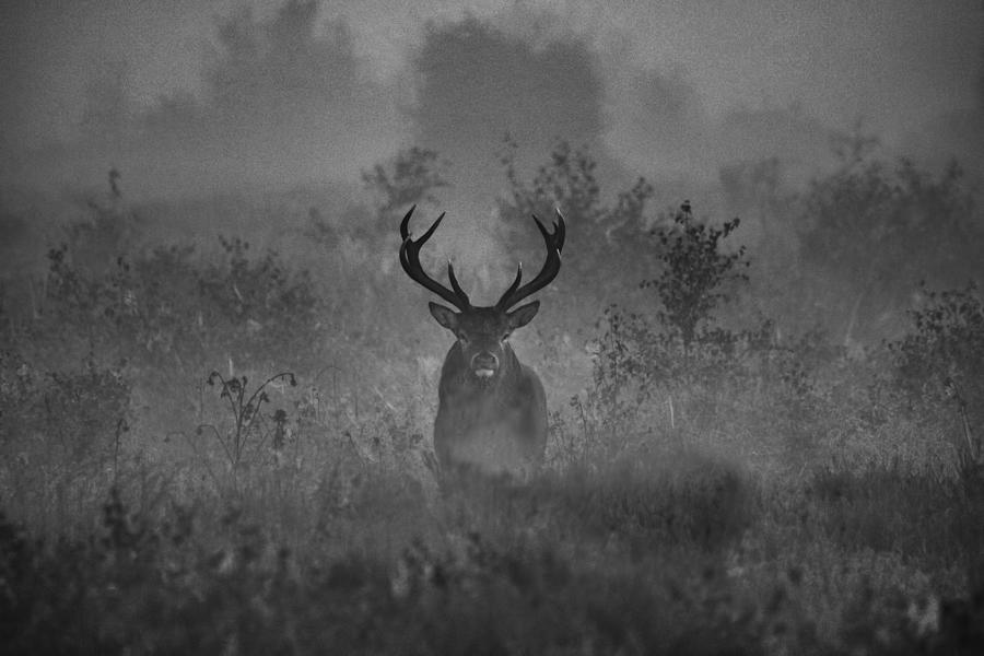 A Deer In The Mist Photograph