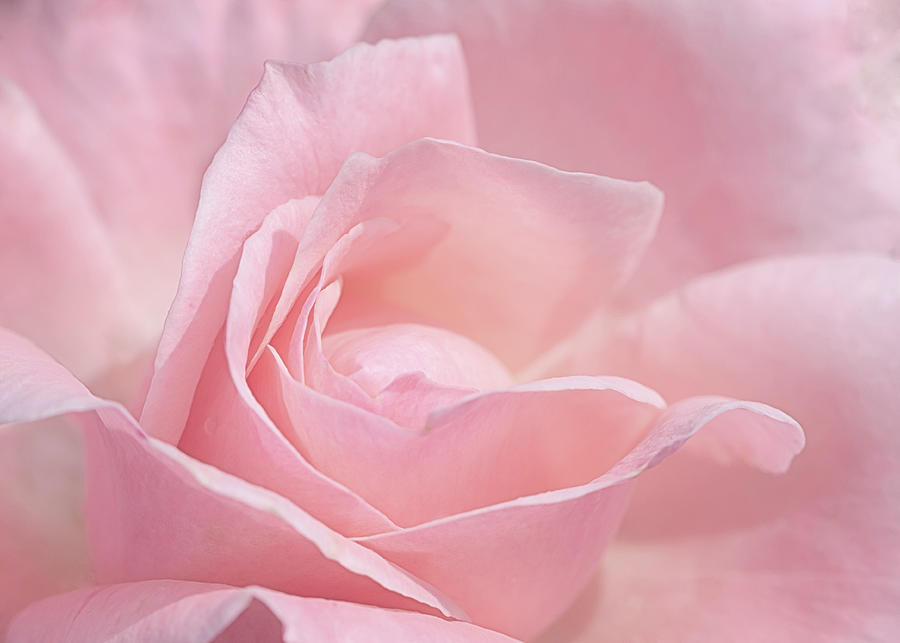 A Delicate Pink Rose Photograph by Susan Rissi Tregoning