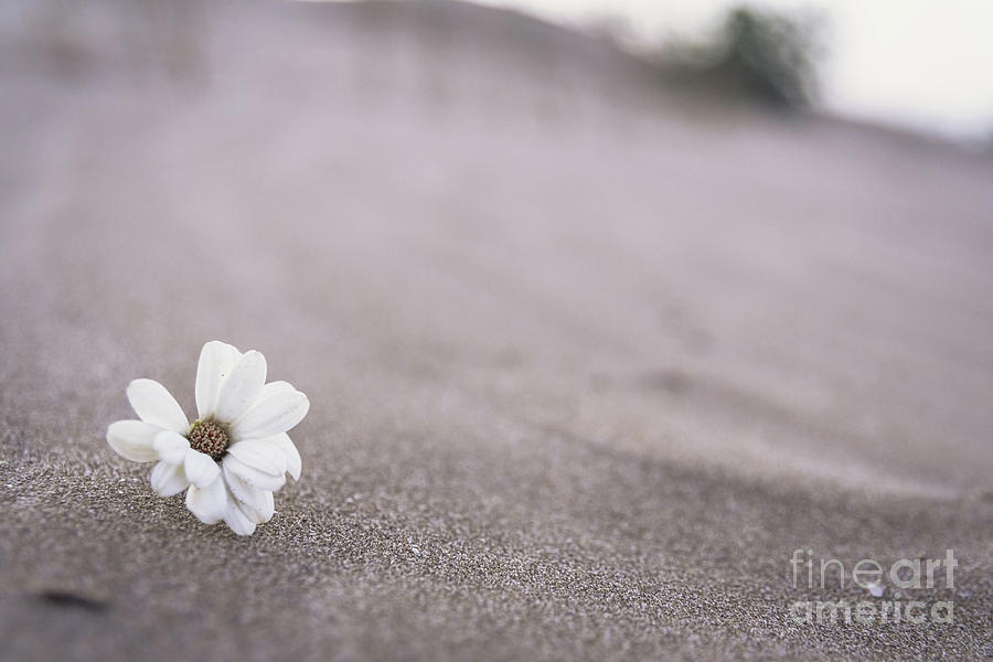 A delicate white plant grows among the sand of the desert dunes like a strange miracle. Photograph by Joaquin Corbalan