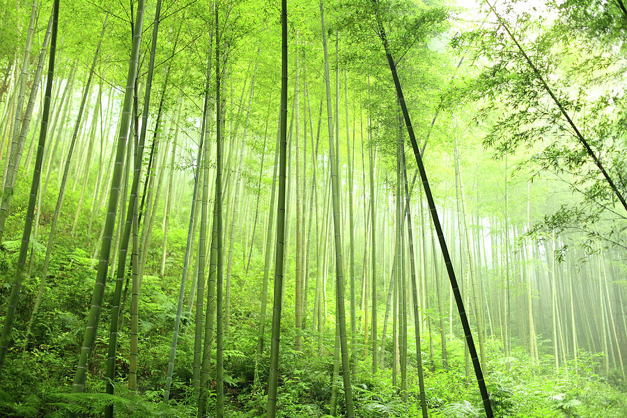 A Densely Planted Bamboo Forest Photograph by Bihaibo