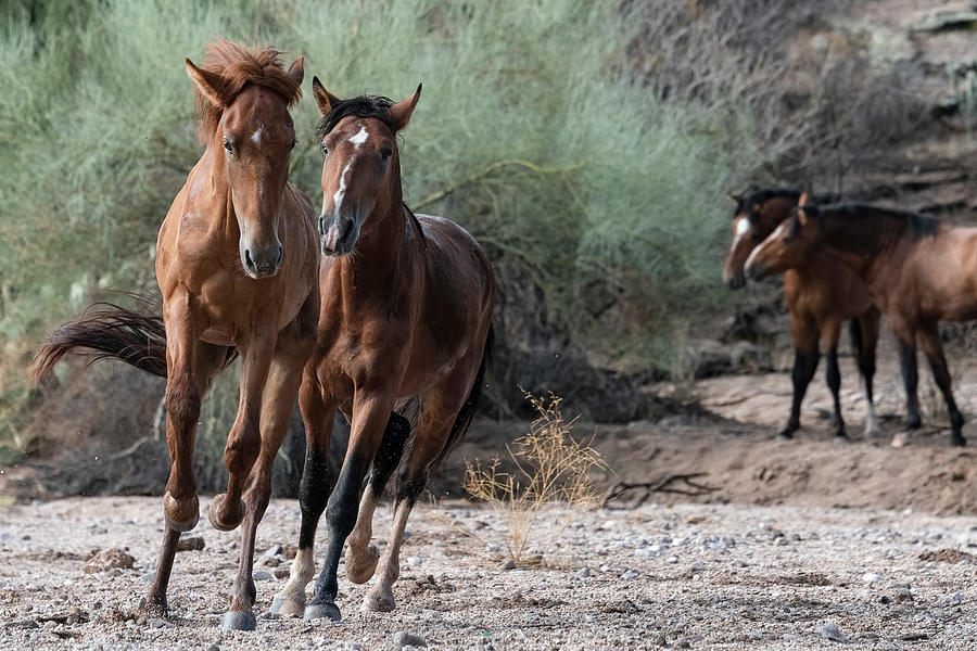 A Desert Gallop. Photograph by Paul Martin
