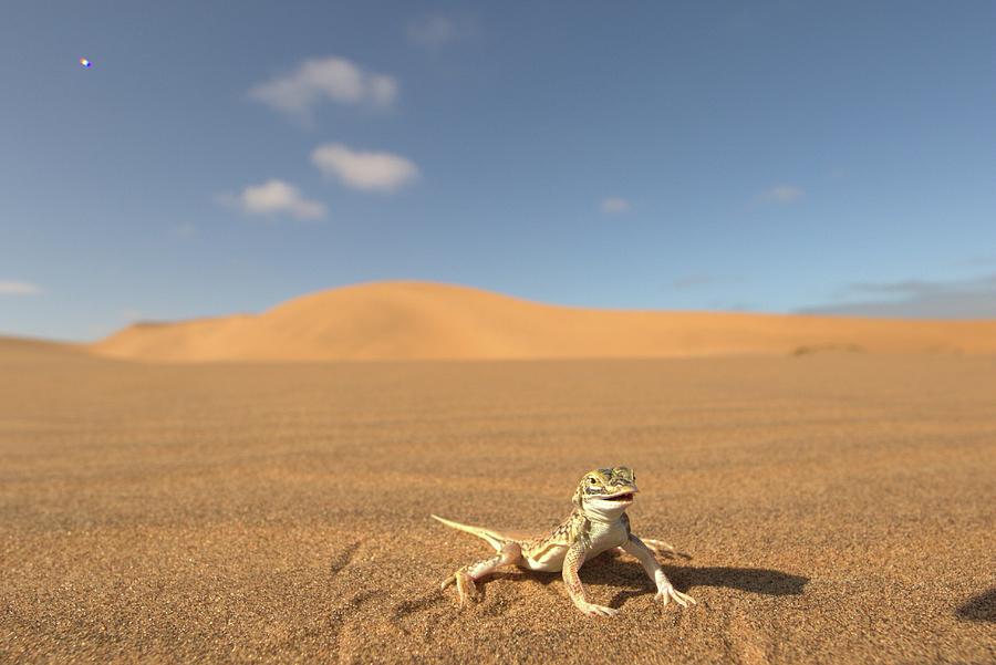 A Desert Lizard On The Sand, Africa Photograph by Jalag / Cyril Ruoso