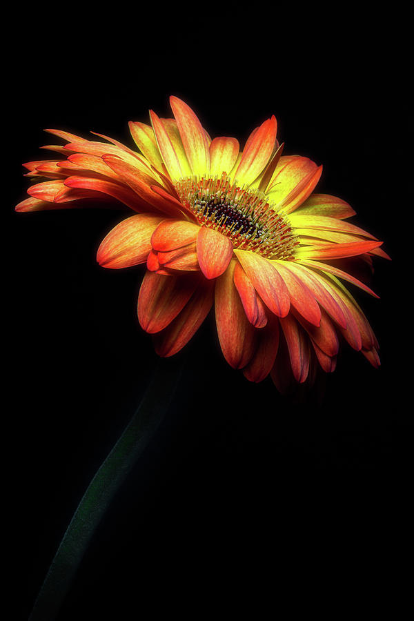 A Different Sun by Cyndy Doty A Different Sun by Cyndy Doty