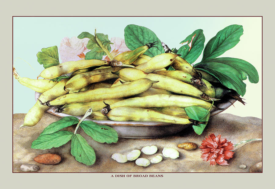 A Dish of Broad Beans Painting by Giovanna Garzoni A Dish of Broad Beans Painting by Giovanna Garzoni