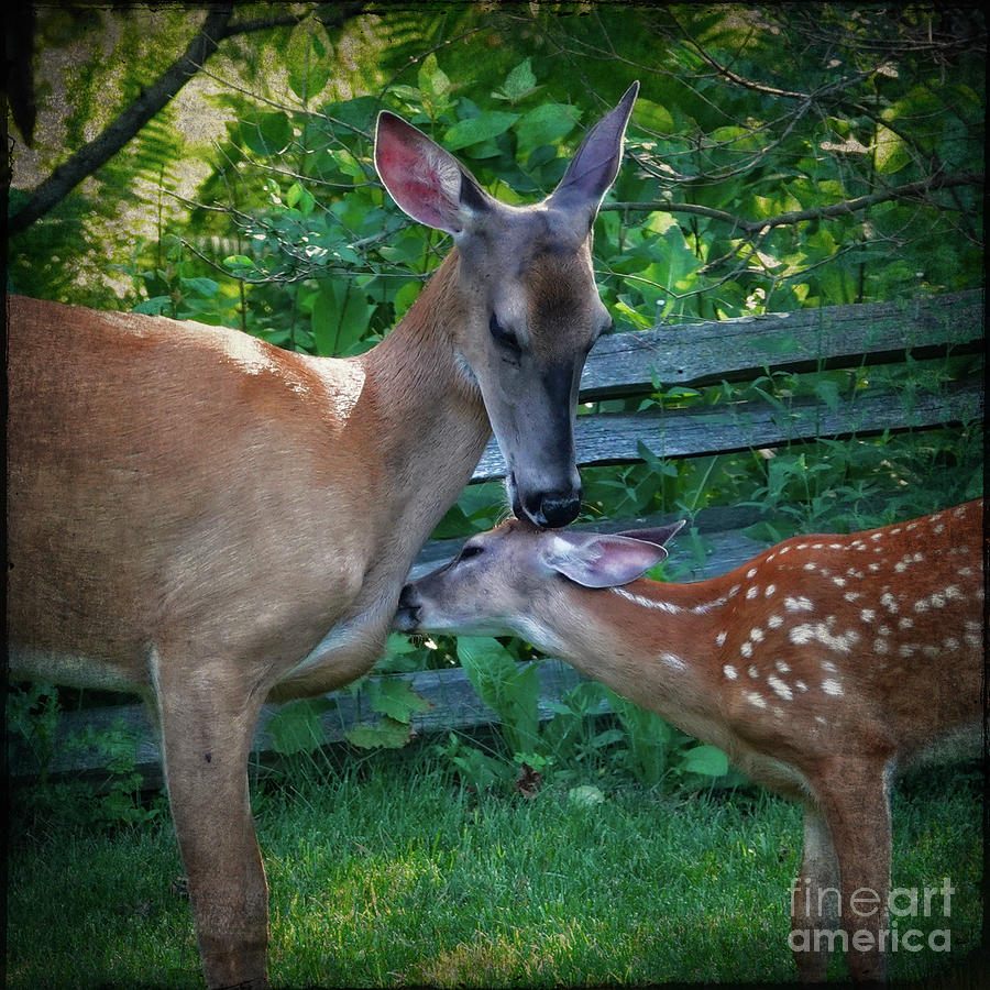 A Doe And Her Fawn Photograph