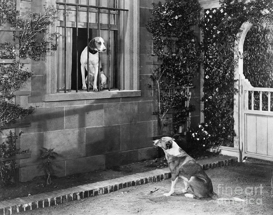 A Dog Conversation Photograph by Bettmann A Dog Conversation Photograph by Bettmann