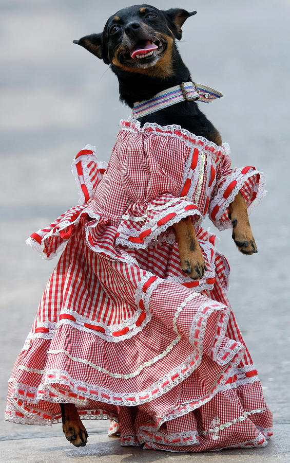 A Dog Dressed in Traditional Cunmbia Photograph by STRINGER Colombia