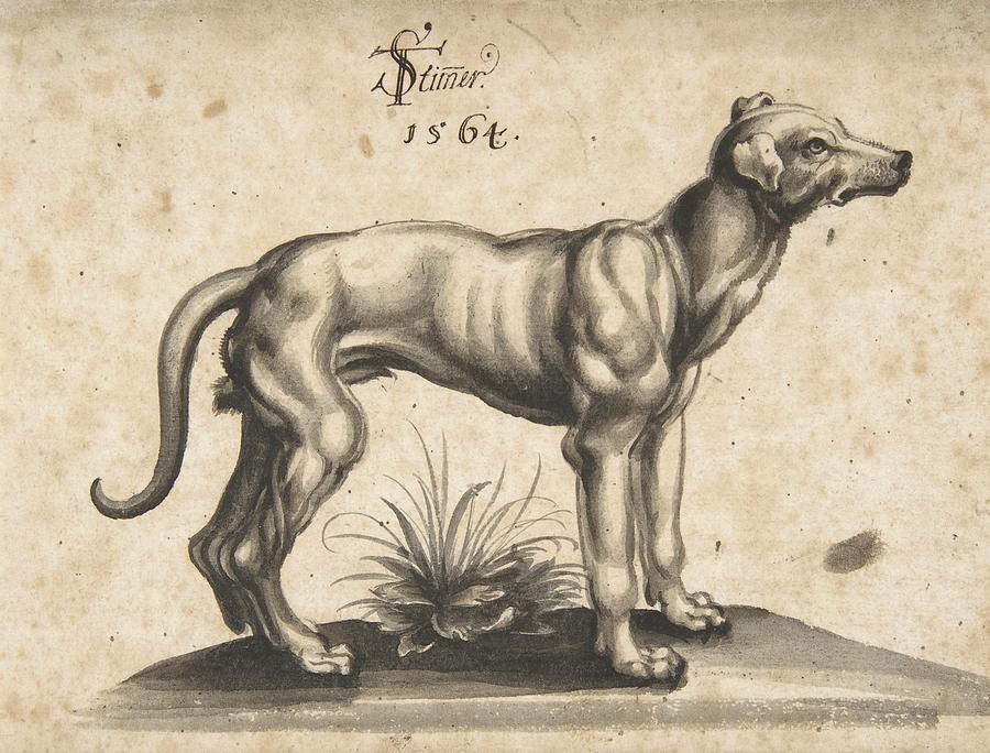 Vintage Drawing - A Dog Looking To The Right by Tobias Stimmer