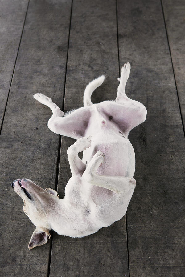 A Dog Sprawled On His Back Photograph by Russell Monk