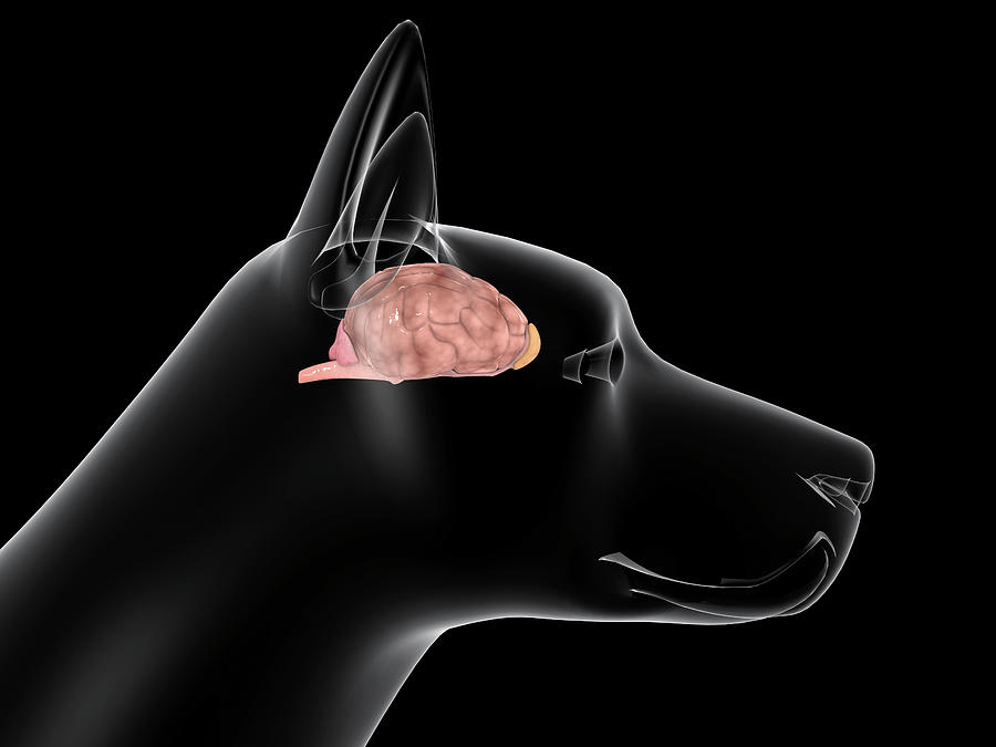A Dogs Brain, Side View Photograph by Stocktrek Images