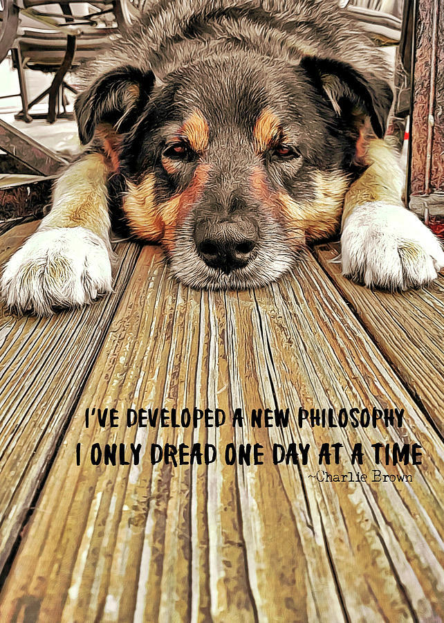 A DOGS LIFE quote Photograph by JAMART Photography