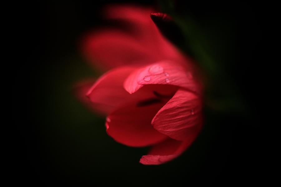 A Dollop Of Red  Photograph by Connie Handscomb