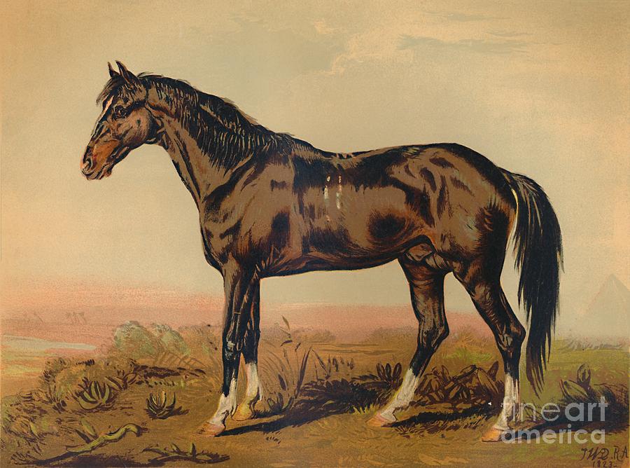 A Dongola Horse Drawing by Print Collector