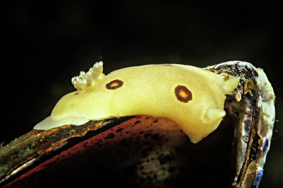 Animal Photograph - A Dorid Nudibranch On The Edge Of A Mussel Shell, Channel Islands by Cavan Images