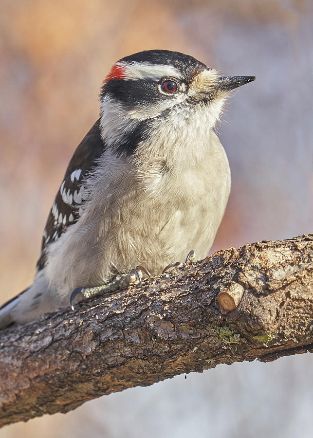 Woodpecker Photograph - A Downy Woodpecker calmly regards his world on a cold day in Minnesota by Jim Hughes