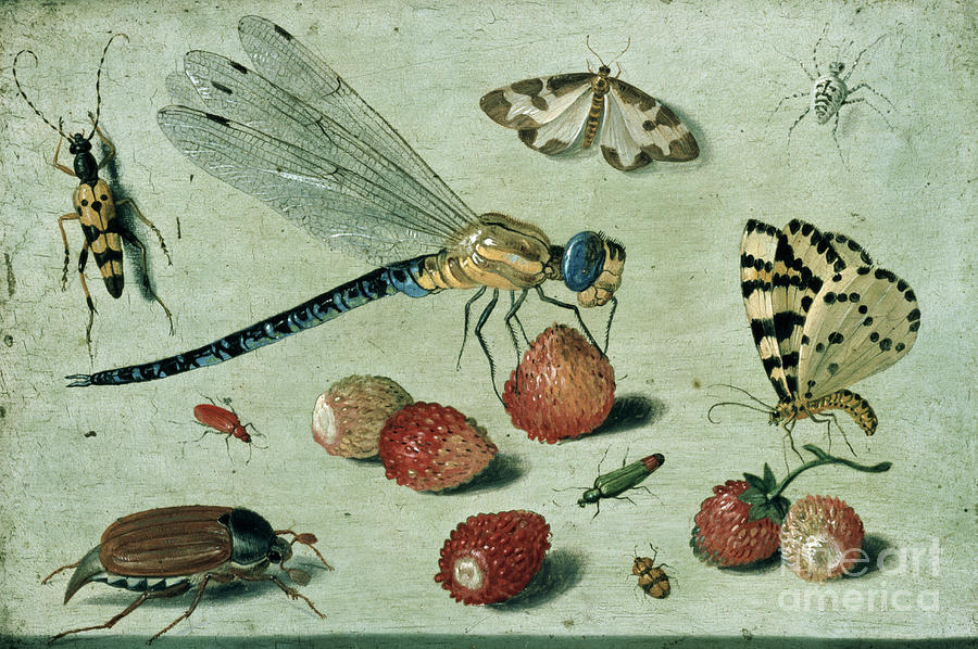 Butterfly Painting - A Dragon-fly, Two Moths, A Spider And Some Beetles, With Wild Strawberries, 17th Century by Jan Van Kessel