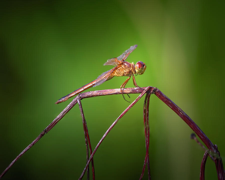 A Dragonfly Builds Its Dream House Photograph by Mark Andrew Thomas