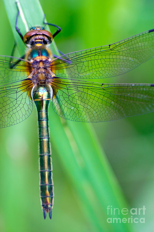 Fauna Photograph - A Dragonfly Cordulia Aenea Warming Its by Corlaffra Fauna Photograph - A Dragonfly Cordulia Aenea Warming Its by Corlaffra