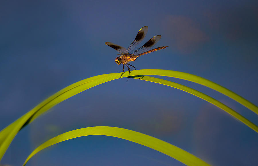 Nature Photograph - A Dragonfly On A Bridge by Mike He