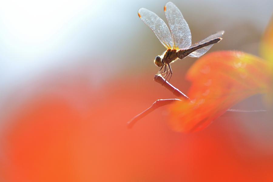 A Dragonfly With Autumn Bokeh Photograph by Myu-myu