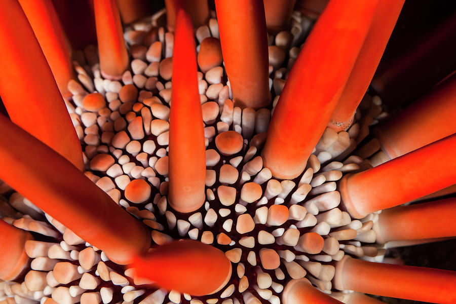 A Dramatic Close-up Of A Red Pencil Sea Photograph by Jenna Szerlag