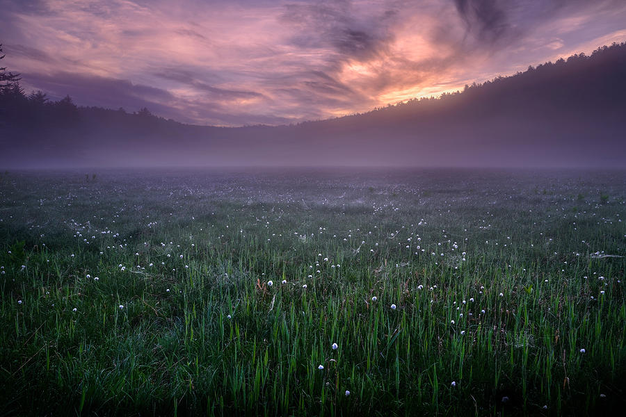 Landscape Photograph - A Dream On A Foggy Morning by Osamu Hayashi