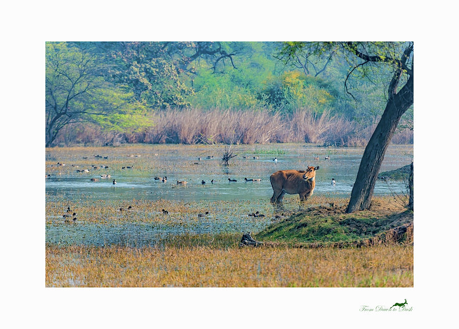 Wildlife Photograph - A Dreamland That Still Exists by From Dawn To Dusk Natural History Photography