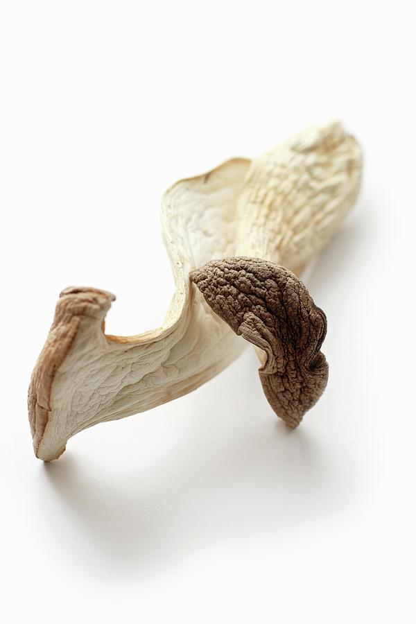 A Dried King Trumpet Mushroom Photograph by Petr Gross - Fine Art America