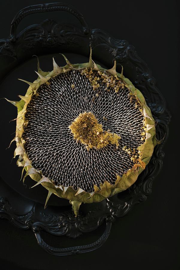 A Dried Sunflower On A Vintage Metal Tray seen From Above Photograph by Edyta Girgiel