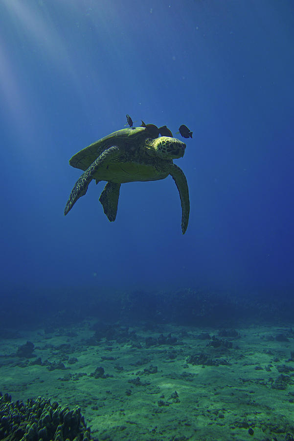 A Drift with Green Sea Turtle Photograph by Harry Donenfeld