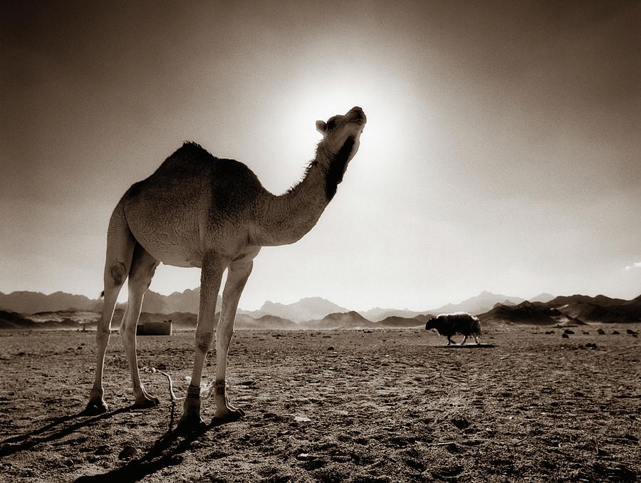 A Dromedary In A Desert Photograph by Niklas Bernstone