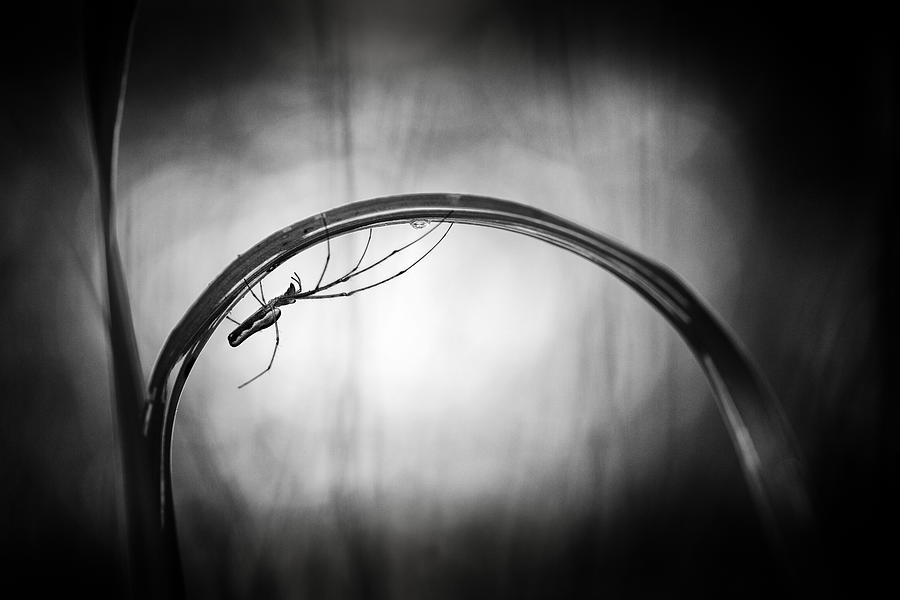 Spider Photograph - ...a Drop Of Tears... by Pali Gerec