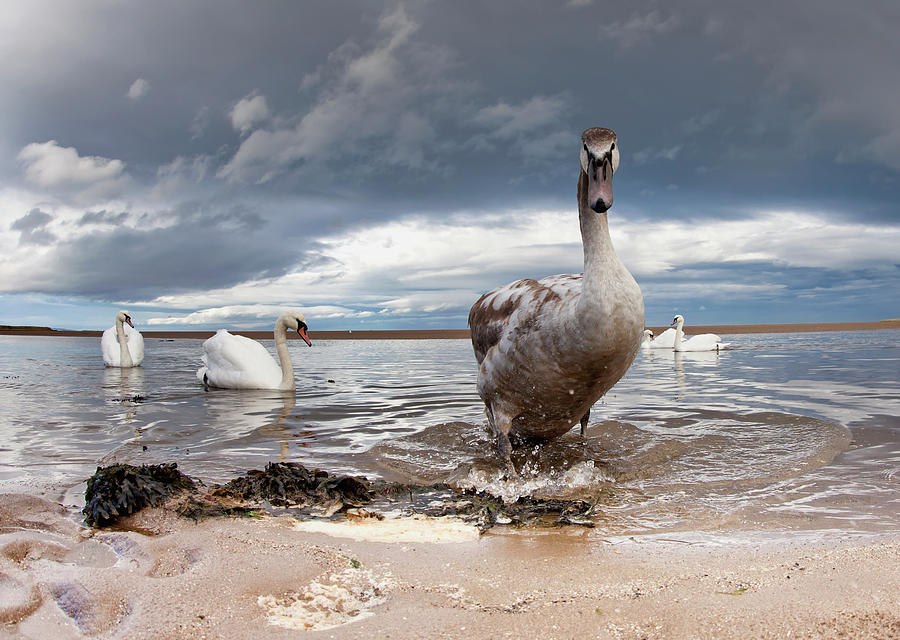 A Duck And Swans In The Shallow Water Photograph by John Short / Design Pics