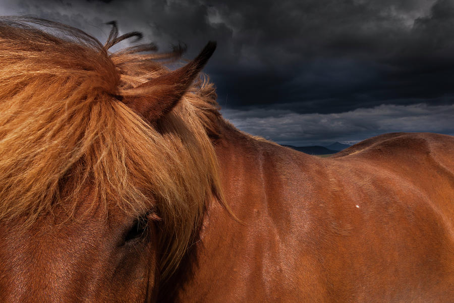 A Dun Coloured Icelandic Horse With A Photograph by Mint Images - Art Wolfe