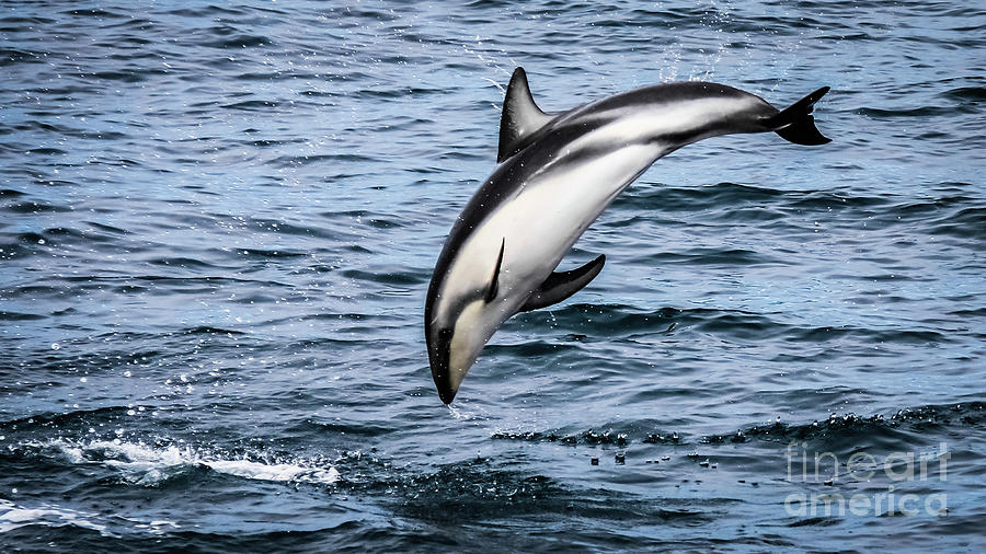 A dusky dolphin Photograph by Lyl Dil Creations