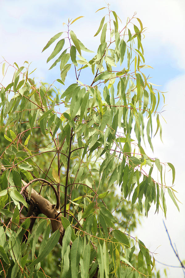 A Eucalyptus Tree Photograph by Foodografix