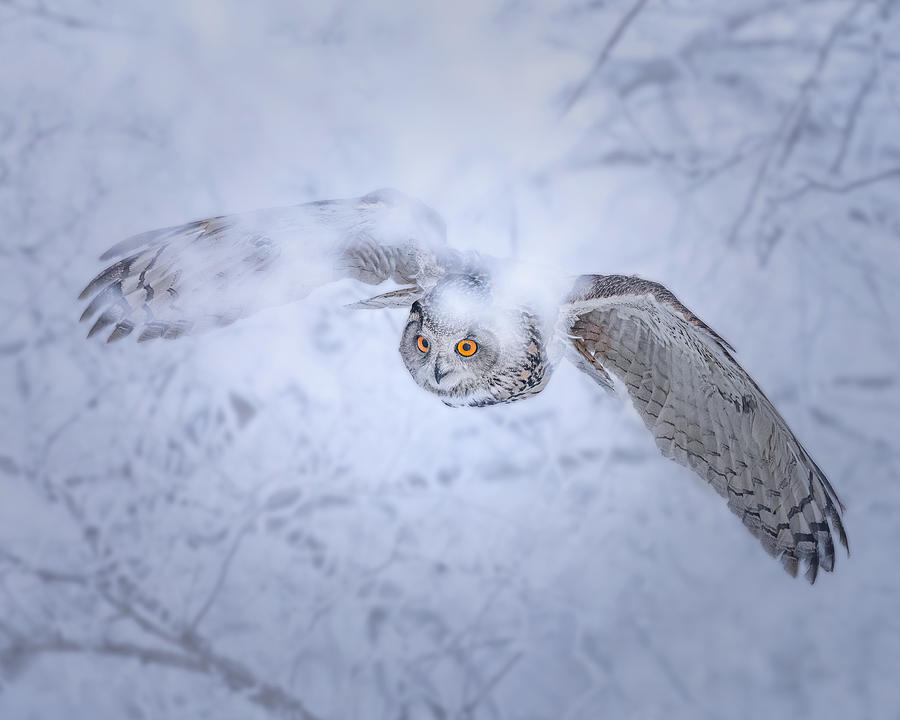 A Eurasian Eagle-owl Is Seen On Snowy Days Photograph by Mei Hu